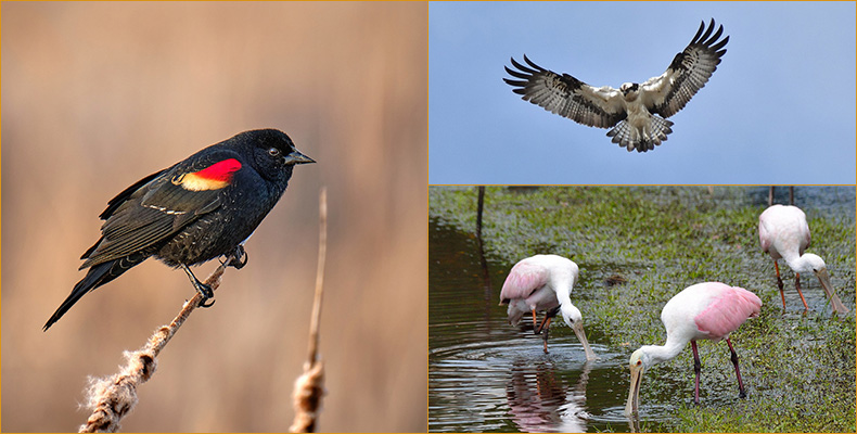 The birds of San Jacinto