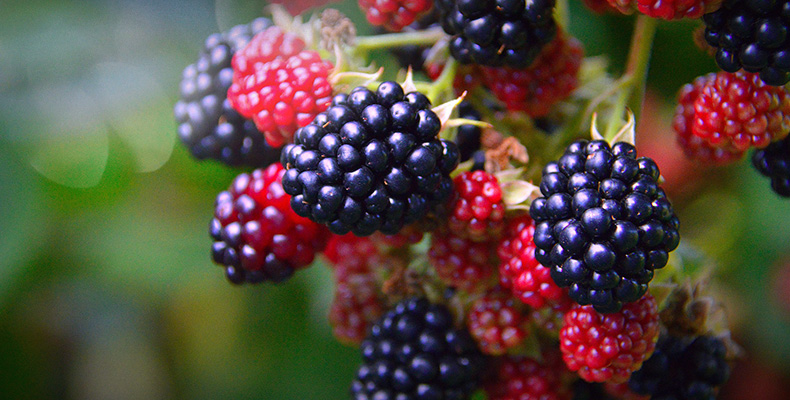 A cluster of blackberries ripening on the vine.