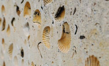 Shell fossels are visible in a piece of cut stone.