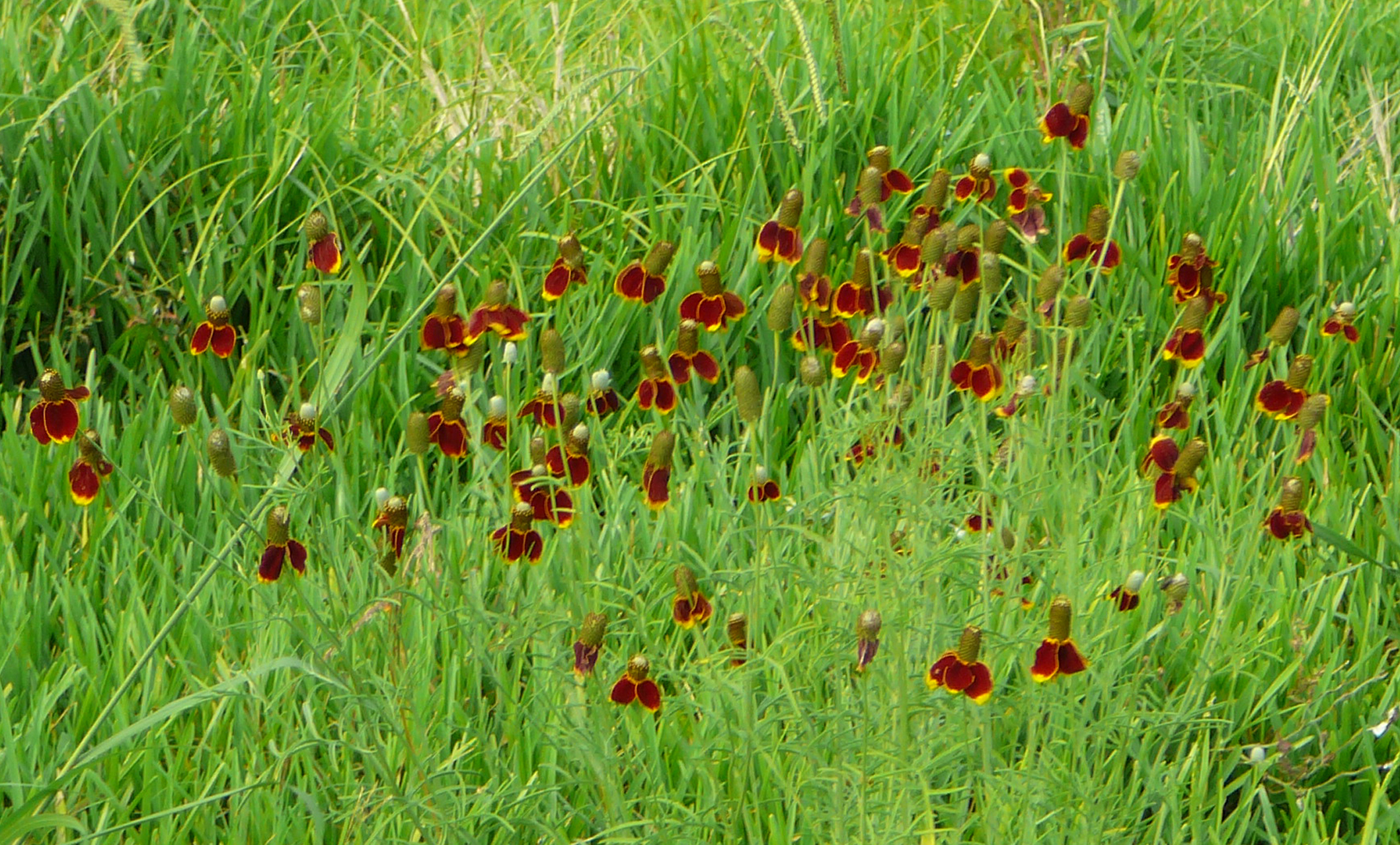 Red-spike Mexican Hat flowers bloom amid grasses.