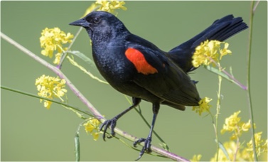 A bird sitting on a branch