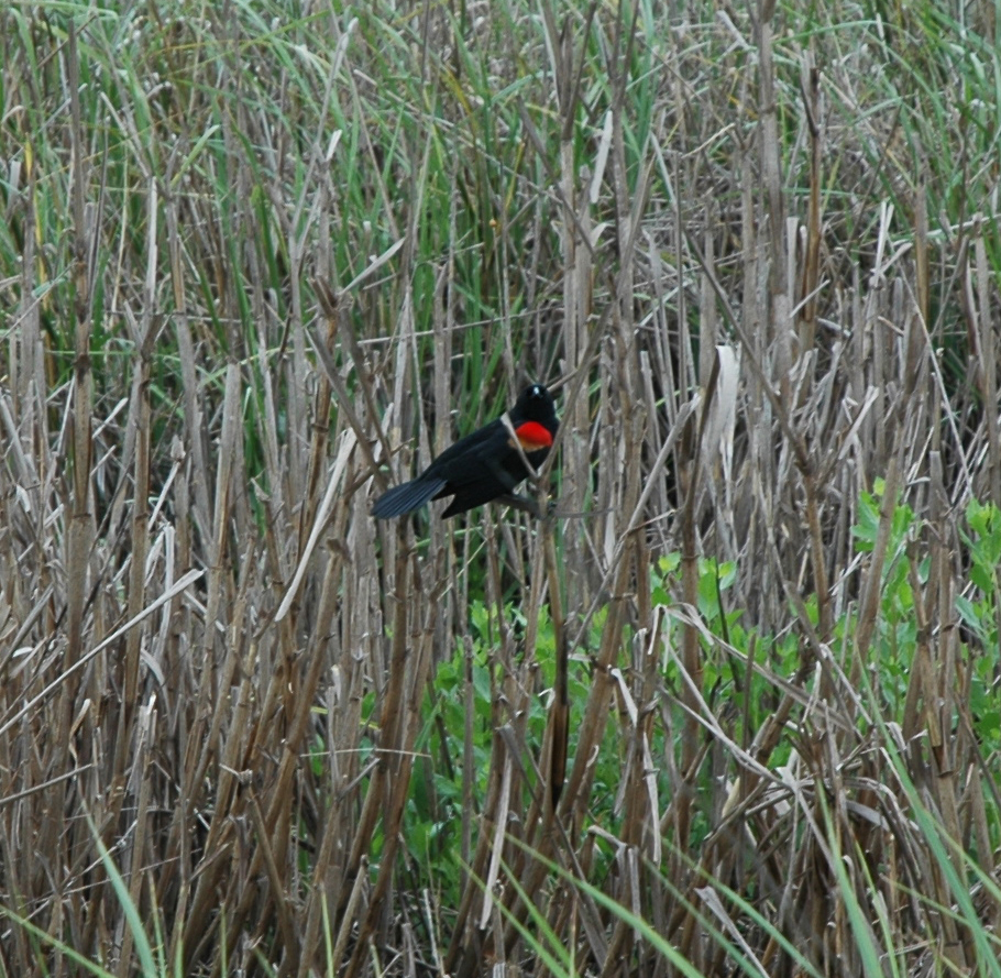 A red and black bird stands on tall grasses in a prairie.